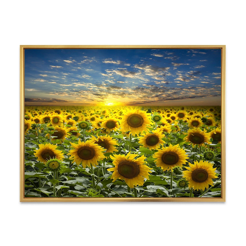 Field of Blooming SunFlowers  Canvas Wall Art