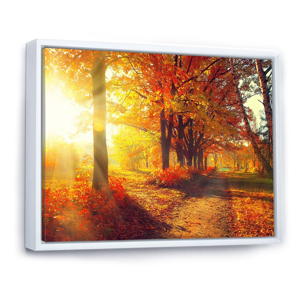 Autumnal Trees Sunrays Wall Art