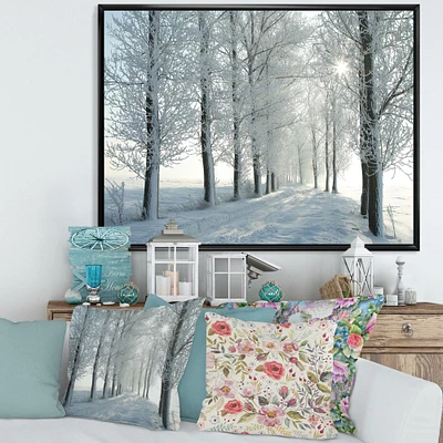 Winter Trees Backlit by Morning Sun  Wall Art