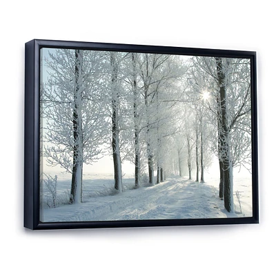 Winter Trees Backlit by Morning Sun  Wall Art