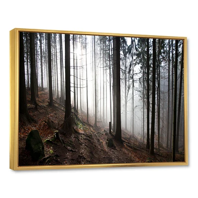Misty Forest Morning Panorama  Wall Art