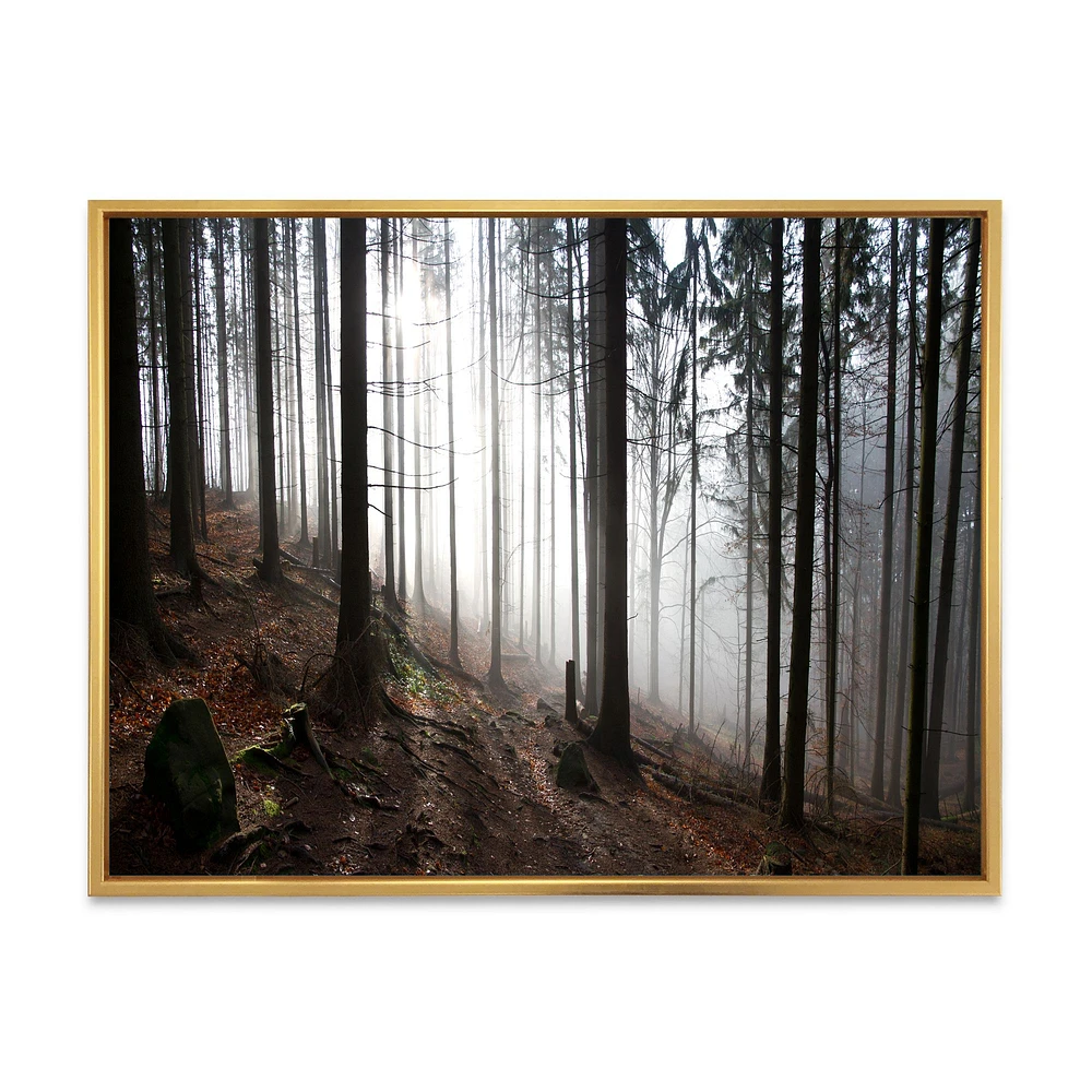 Toile « Misty Forest Morning Panorama