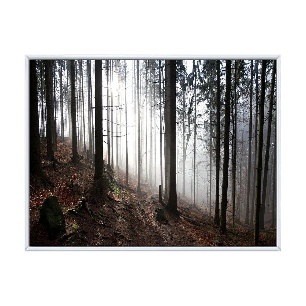 Toile « Misty Forest Morning Panorama