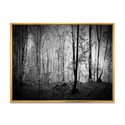 Beautiful Forest Morning Panorama  Canvas Art Print