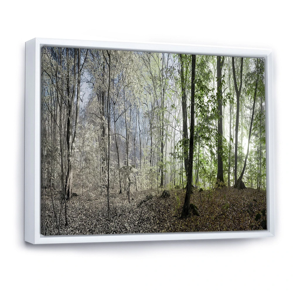 Green Morning Forest Panorama  Canvas Art Print