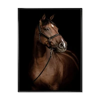 Horse Portrait  Canvas