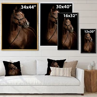 Horse Portrait  Canvas