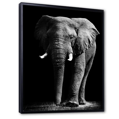 African Elephant Black Background  Wall Art