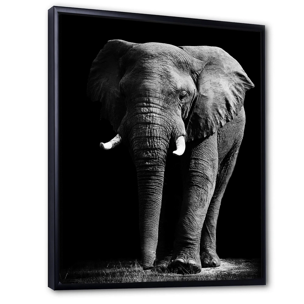 Toile « African Elephant Black Background »