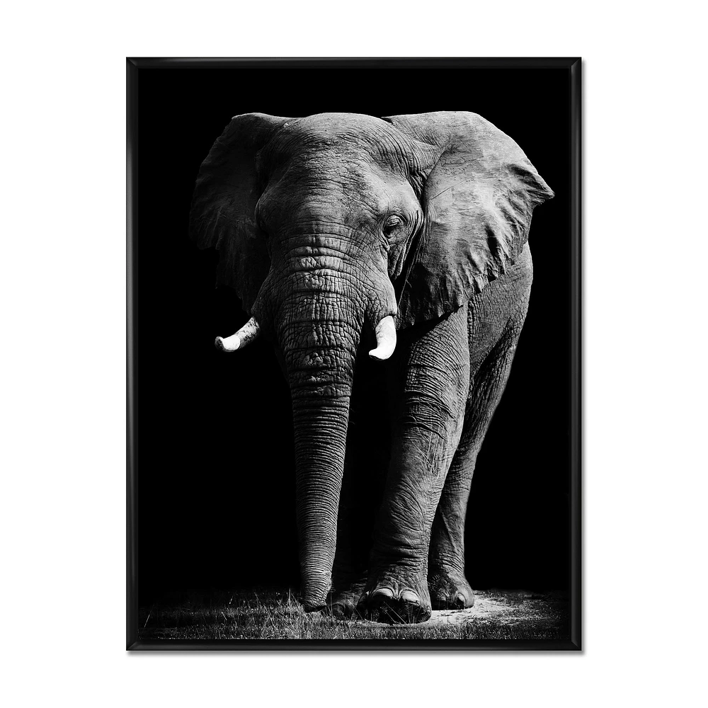 Toile « African Elephant Black Background »