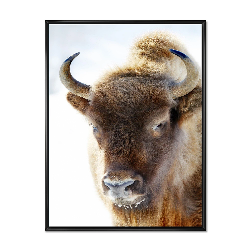 Portrait of Wild Bison Wall Art