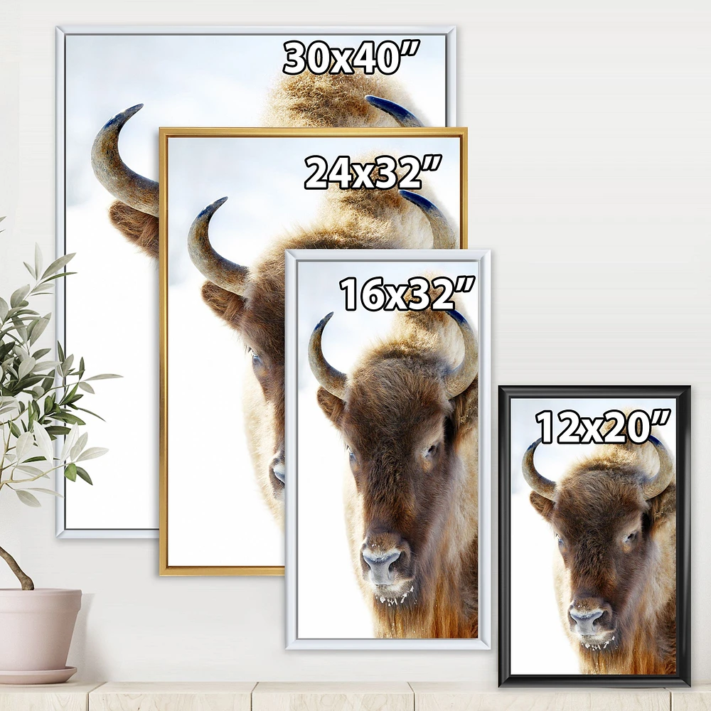 Portrait of Wild Bison Wall Art