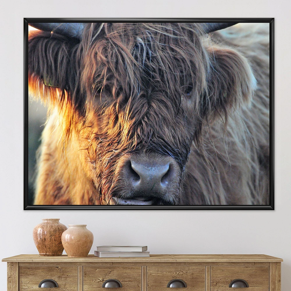 Scottish Cow on Moorland III  Canvas Wall Art Print