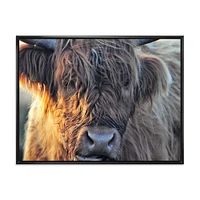 Scottish Cow on Moorland III  Canvas Wall Art Print
