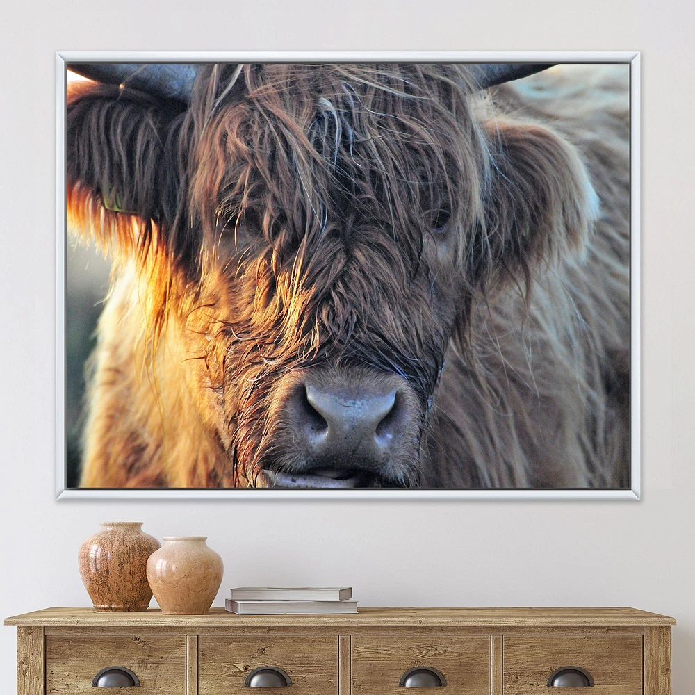 Scottish Cow on Moorland III  Canvas Wall Art Print
