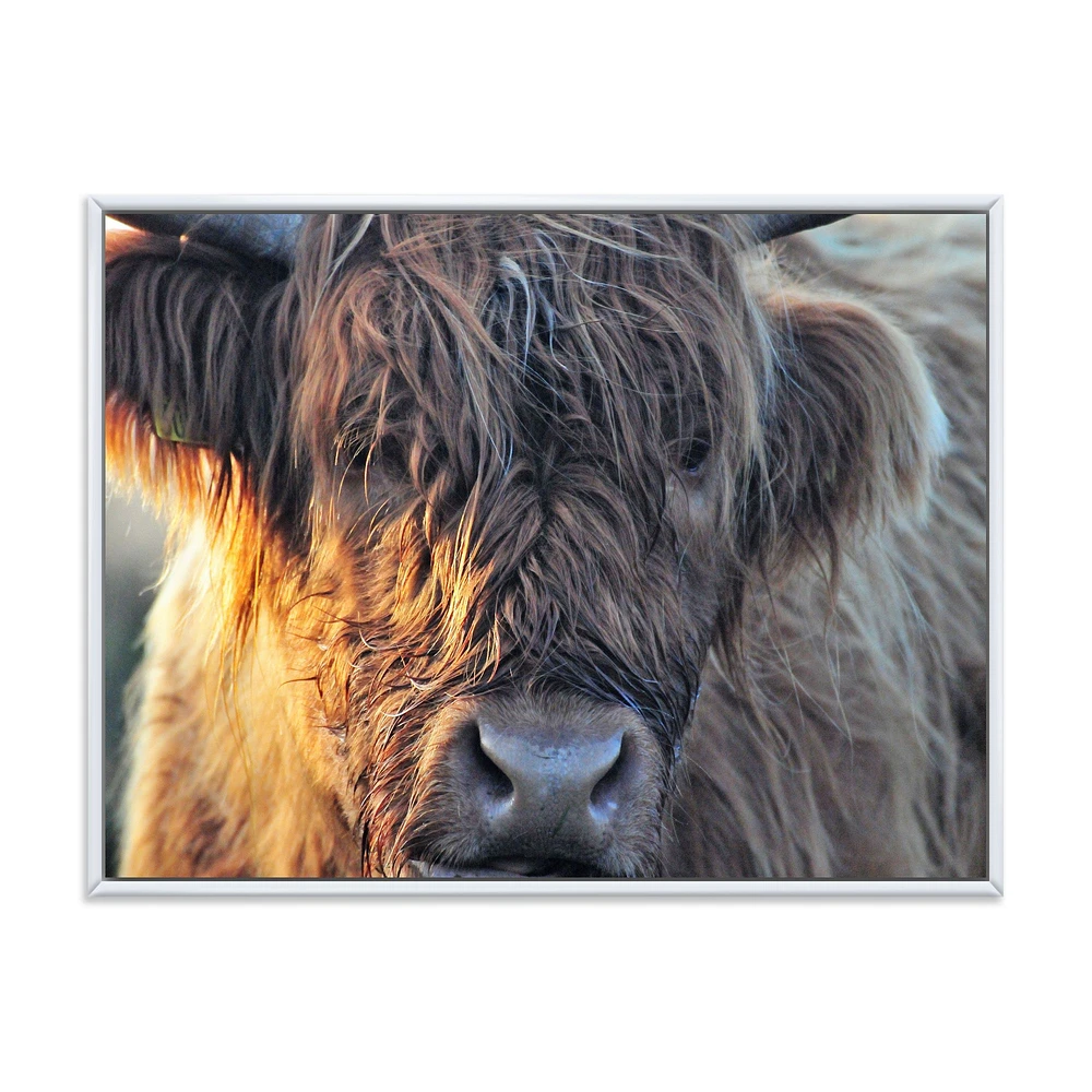 Scottish Cow on Moorland III  Canvas Wall Art Print