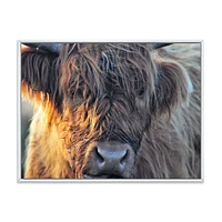 Scottish Cow on Moorland III  Canvas Wall Art Print