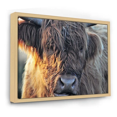 Scottish Cow on Moorland III  Canvas Wall Art Print
