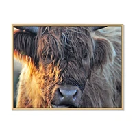 Scottish Cow on Moorland III  Canvas Wall Art Print