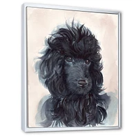 Toile imprimée « Portrait of The Black Poodle Puppy with Curly Coat »