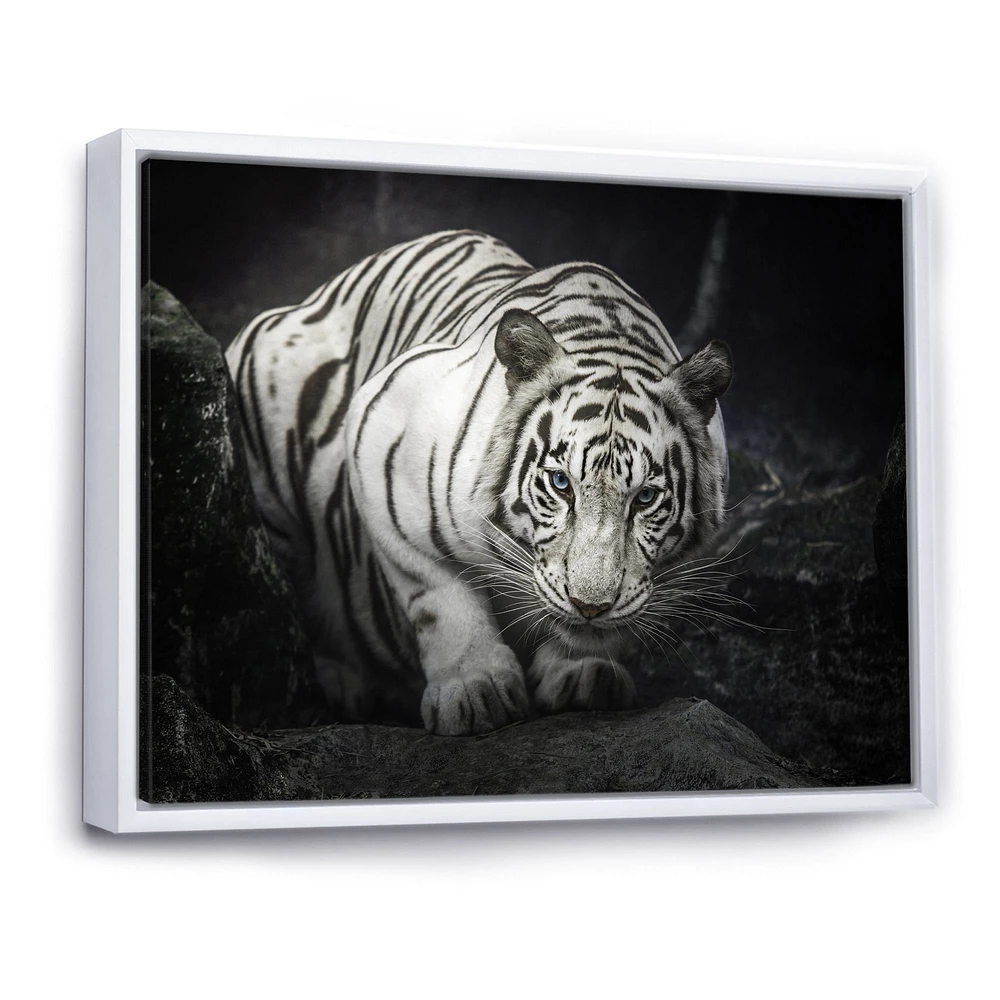 White Tiger  Wall Art