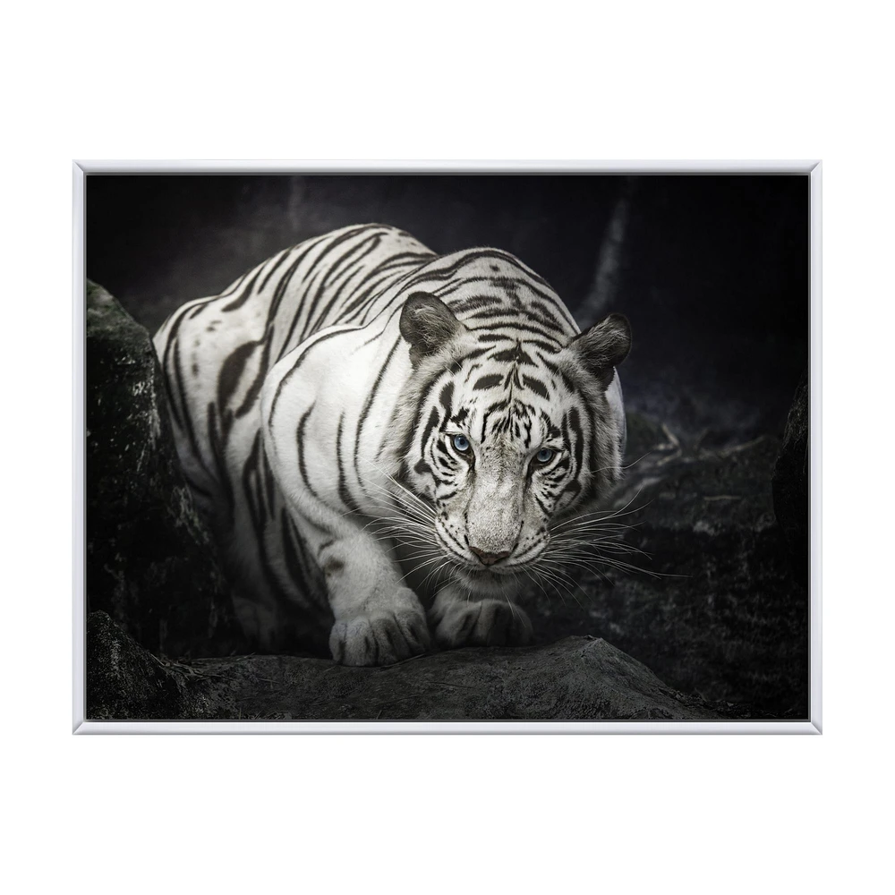 White Tiger  Wall Art