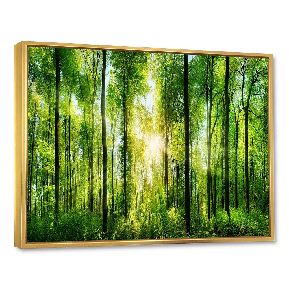 Toile « Forest with Rays of Sun Panorama »