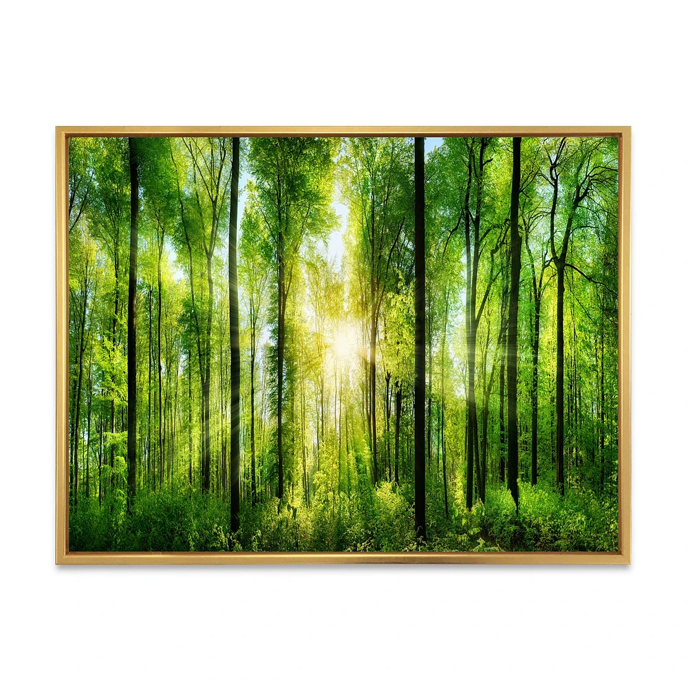 Toile « Forest with Rays of Sun Panorama »