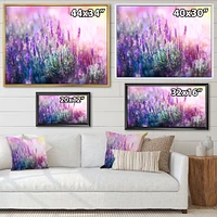 Growing and Blooming Lavender  Canvas Print