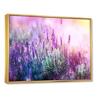 Growing and Blooming Lavender  Canvas Print