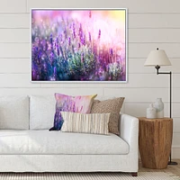 Growing and Blooming Lavender  Canvas Print