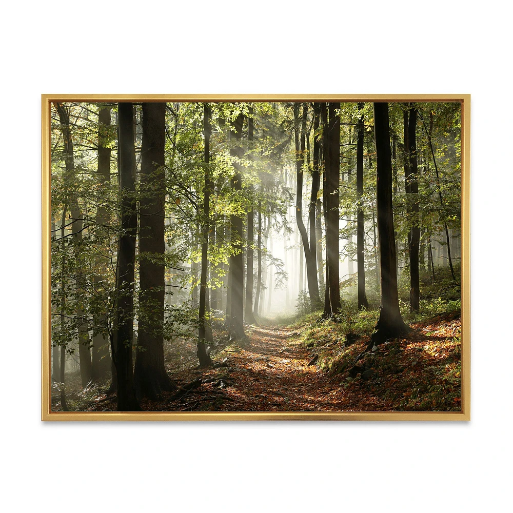 Toile imprimée « Green Fall Forest with Sun Rays »