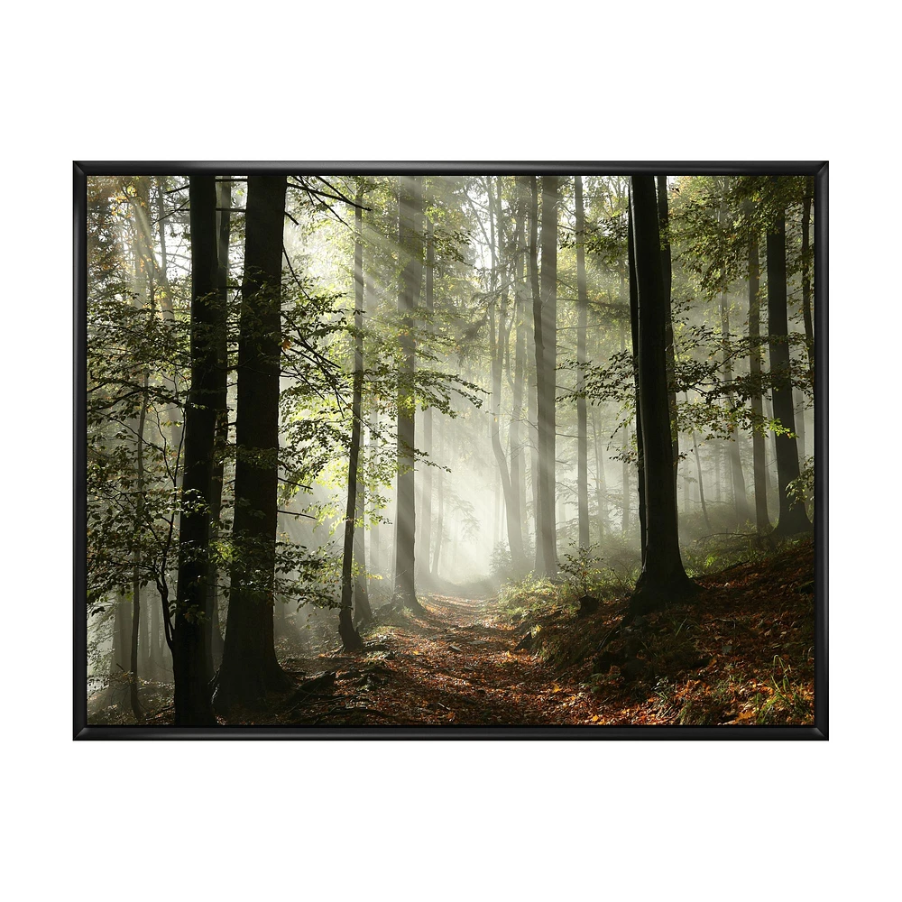 Light Dense Fall Forest with Fog  Canvas Art Print