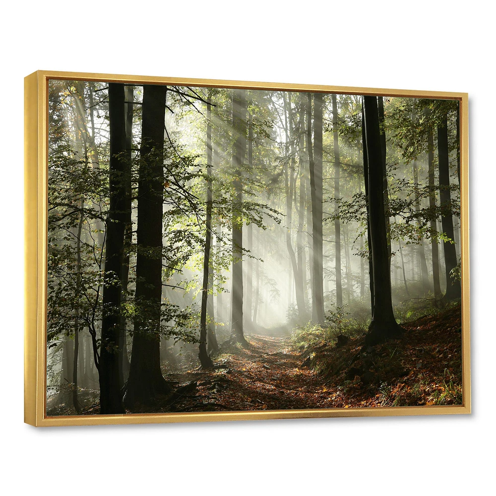 Light Dense Fall Forest with Fog  Canvas Art Print