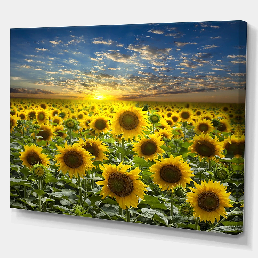 Field of Blooming SunFlowers  Canvas Wall Art