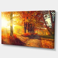 Autumnal Trees Sunrays Wall Art