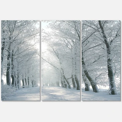 Winter Road Backlit my Morning Sun Canvas Wall Art Panels