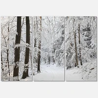 Dense Winter Forest and Lane  Canvas Wall Art