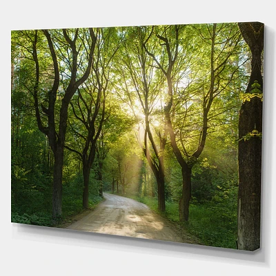 Evening Green Forest  Canvas Art Print