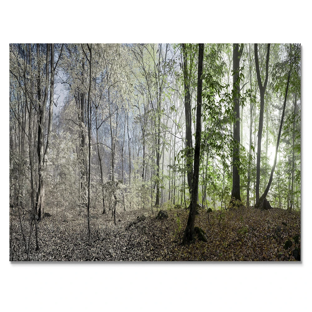 Green Morning Forest Panorama  Canvas Art Print