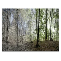 Green Morning Forest Panorama  Canvas Art Print