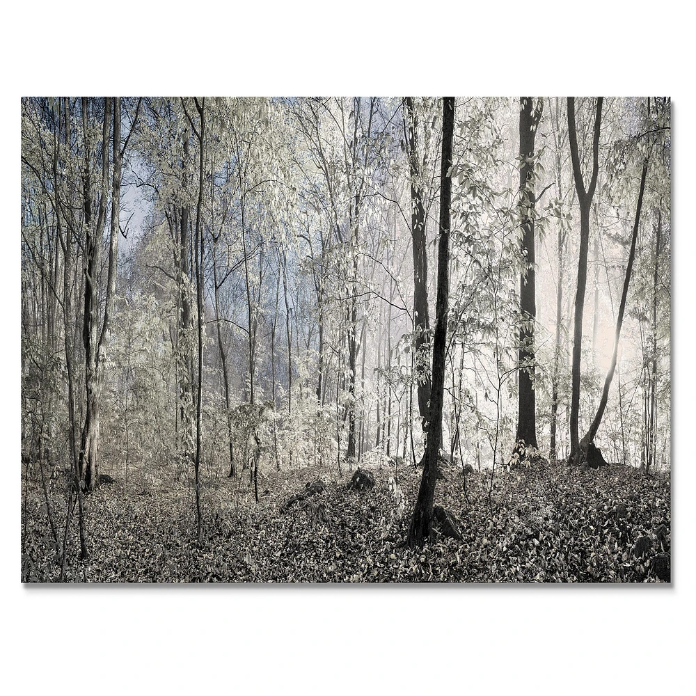 Dark Morning Forest Panorama  Canvas Wall Art Print