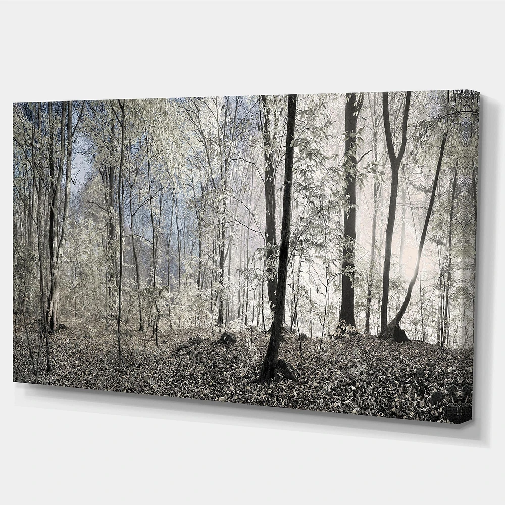 Dark Morning Forest Panorama  Canvas Wall Art Print