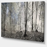 Dark Morning Forest Panorama  Canvas Wall Art Print