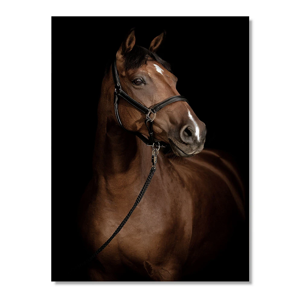 Horse Portrait  Canvas