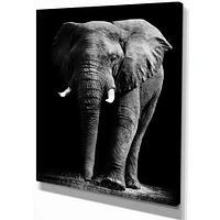 Toile « African Elephant Black Background »