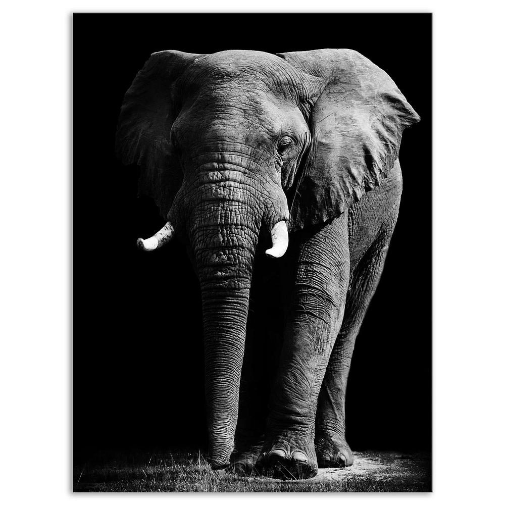 Toile « African Elephant Black Background »