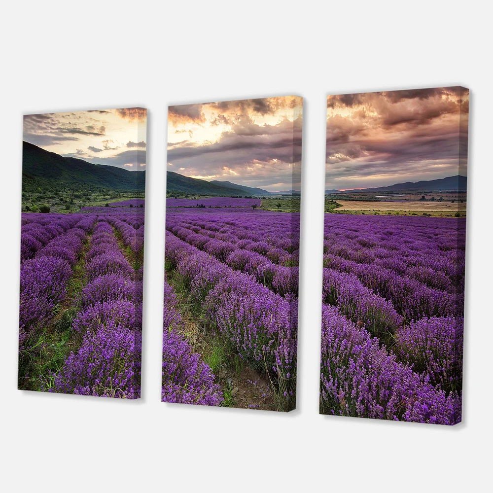 Lavender Field At Dawn I Canvas Wall Art - 3 Panels