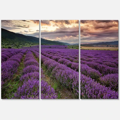 Lavender Field At Dawn I Canvas Wall Art - 3 Panels