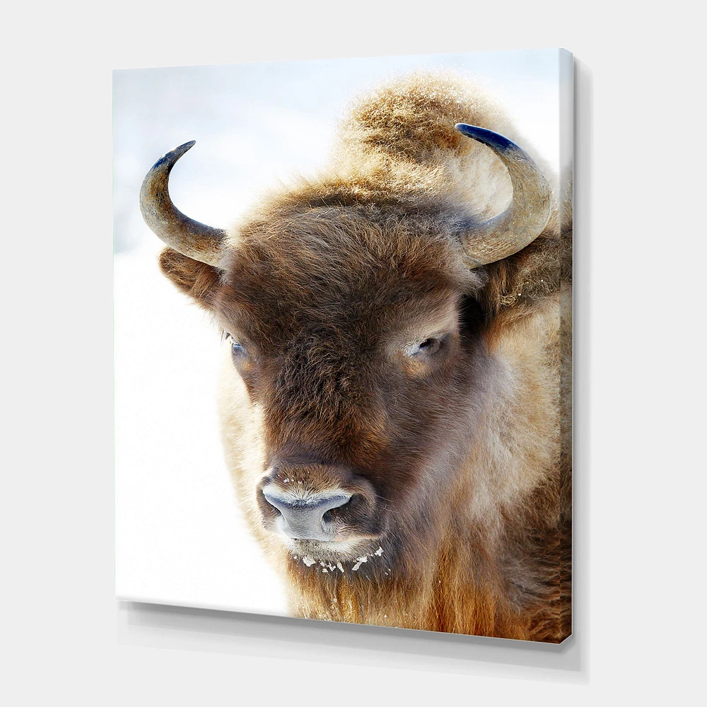 Portrait of Wild Bison Canvas Wall Art